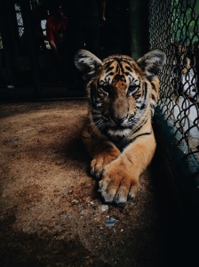 tiger picture